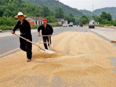 小麥什么時間儲存*合適？糧食水分測量儀來解答